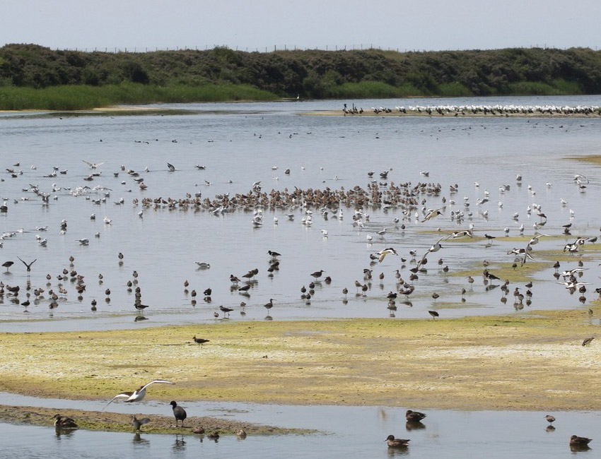 Parc ornithologique du Marquenterre